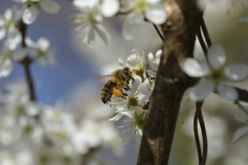 Ivanka ontluikende lente2